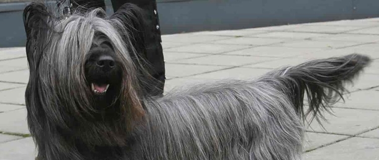 skye terrier